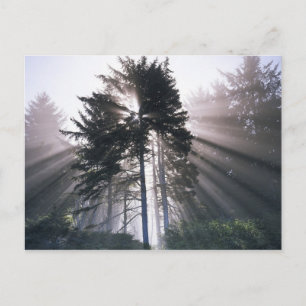 Postal EE. UU., Washington, Parque Nacional Olímpico, Mañ