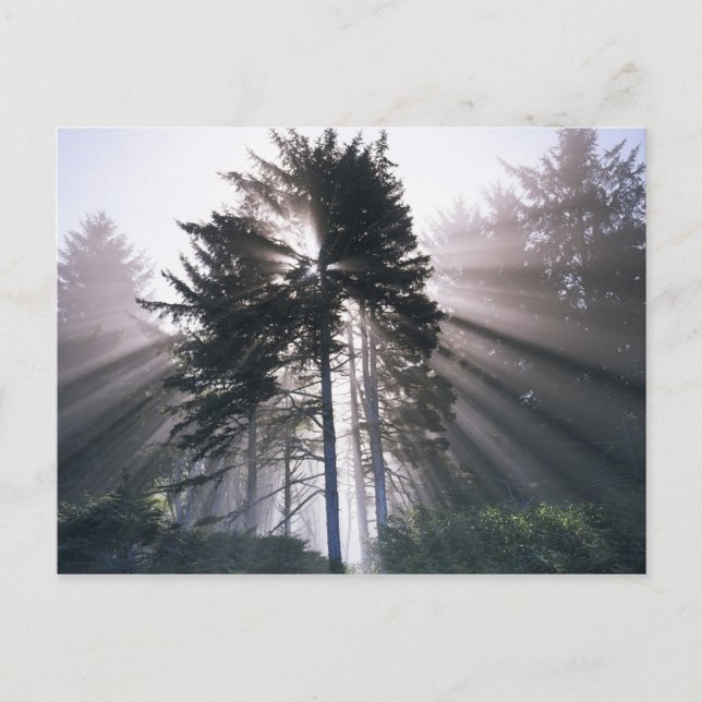 Postal EE. UU., Washington, Parque Nacional Olímpico, Mañ (Anverso)