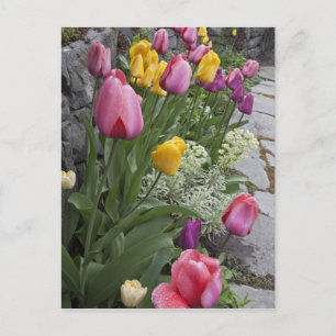 Postal EE. UU., Washington, Seabeck. Tulipanes alinean ja