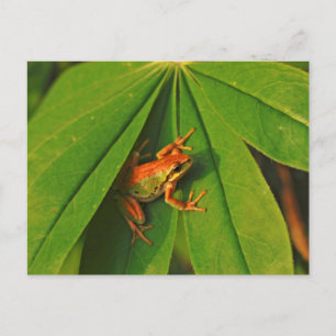 Postal EE.UU., Washington, Seattle, Discovery Park 2