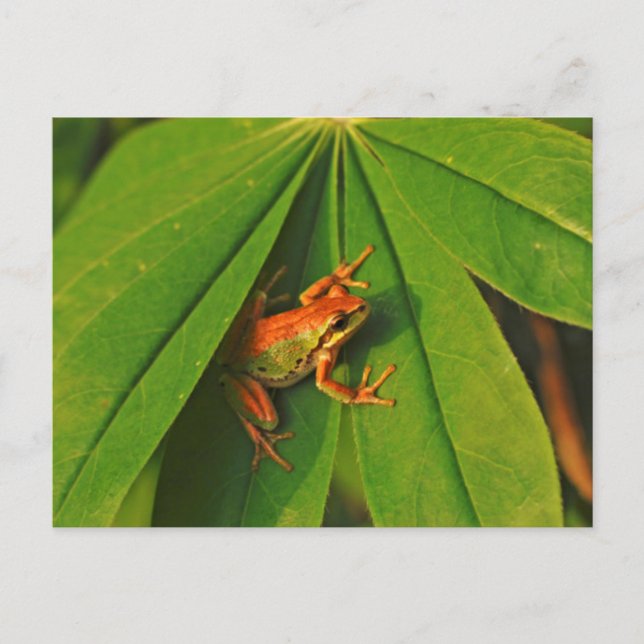 Postal EE.UU., Washington, Seattle, Discovery Park 2 (Anverso)