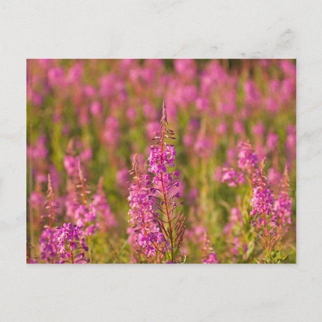 Postal EE.UU., Washington, Seattle, Discovery Park 3 (Anverso)