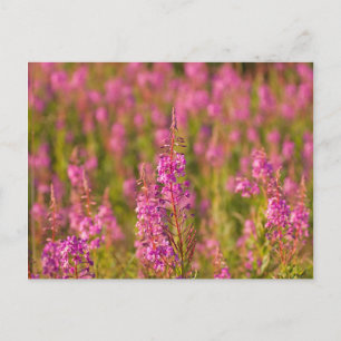 Postal EE.UU., Washington, Seattle, Discovery Park 3