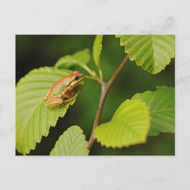 Postal EE.UU., Washington, Seattle, Parque Discovery (Anverso)