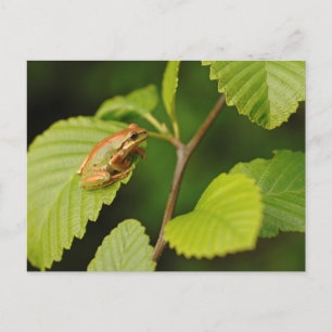 Postal EE.UU., Washington, Seattle, Parque Discovery