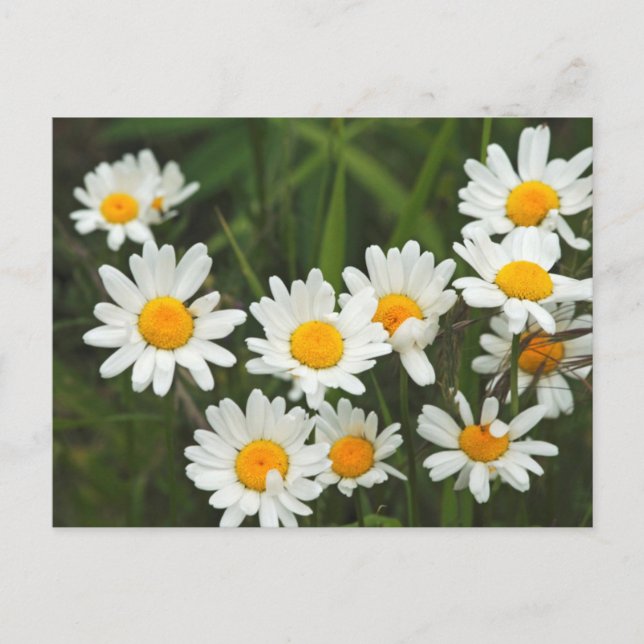 Postal EE.UU., Washington, Seattle, Puget Sound 3 (Anverso)