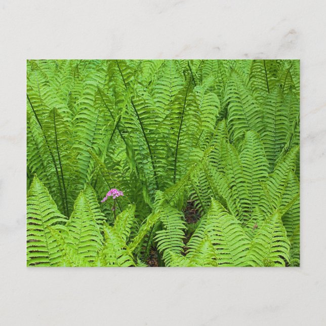 Postal EE. UU., Washington, Seattle, Washington Park (Anverso)