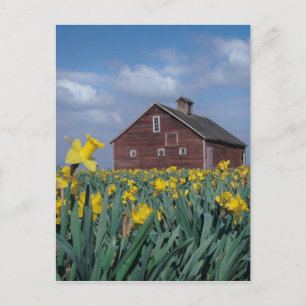 Postal EE.UU., Washington, Skagit Valley. Campo de