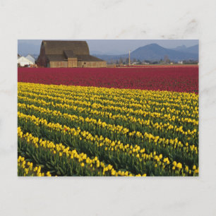 Postal EE.UU., Washington, Skagit Valley. Campos de Tulip