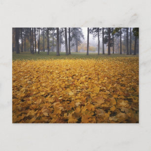 Postal EE. UU., Washington, Spokane, Manito Park, Otoño