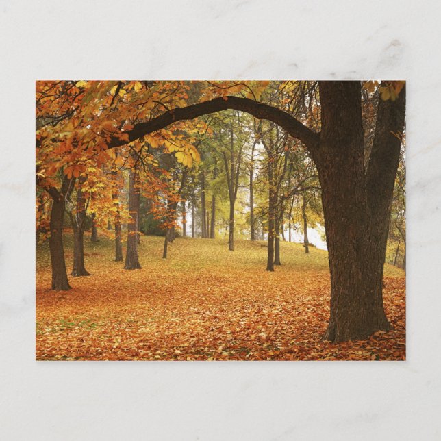 Postal EE. UU., Washington, Spokane, Manito Park, Otoño 2 (Anverso)