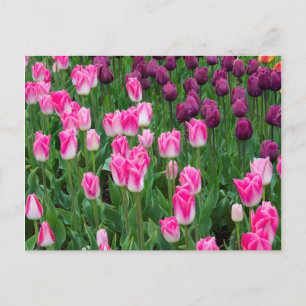 Postal EE. UU., Washington. Tulipanes en flor