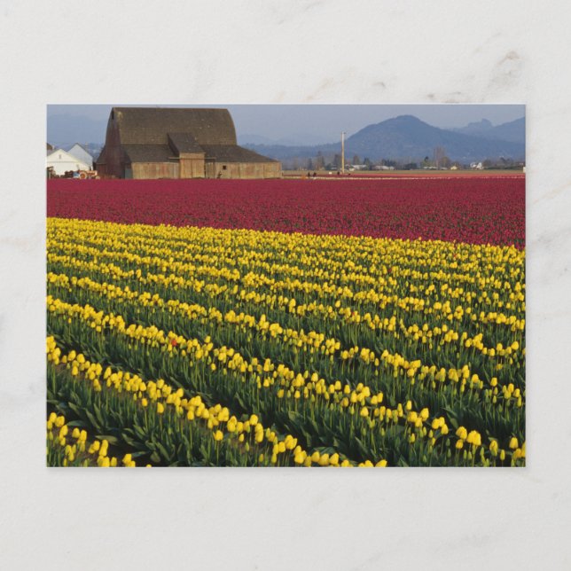 Postal EE. UU., Washington, Valle de Skagit. Campos de tu (Anverso)