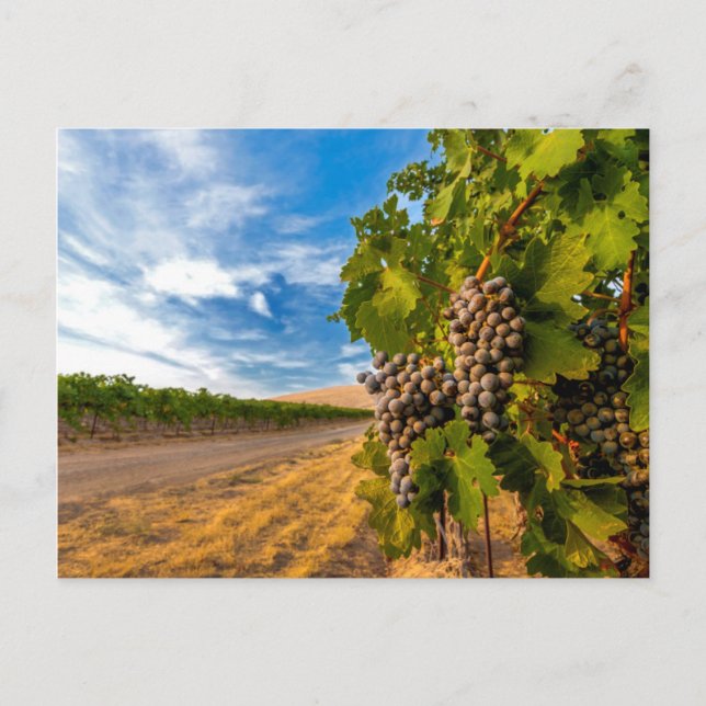 Postal EE.UU., Washington, Valle de Yakima. Merlot Grapes (Anverso)