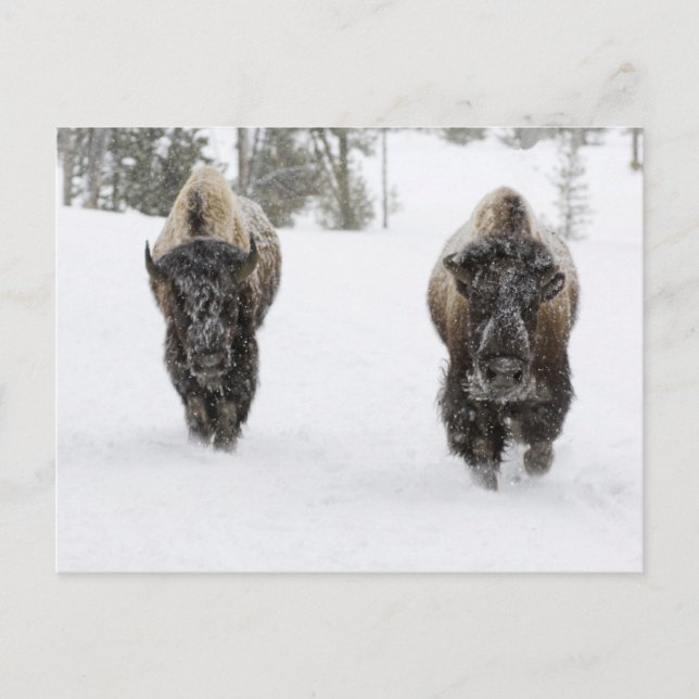 Postal EE. UU., WY, Parque Nacional Yellowstone, Bisonte  (Anverso)