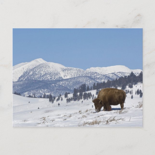 Postal EE. UU., WY, Parque Nacional Yellowstone, Bisonte  (Anverso)