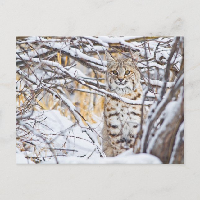 Postal EE.UU., Wyoming, Bobcat (Anverso)