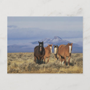 Postal EE. UU., Wyoming, cerca del grupo de caballos de C