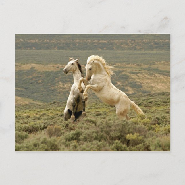 Postal EE. UU., Wyoming, condado de Carbon. Dos salvajes (Anverso)