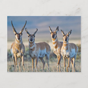 Postal EE. UU., Wyoming, cuatro antílopes berrendos macho