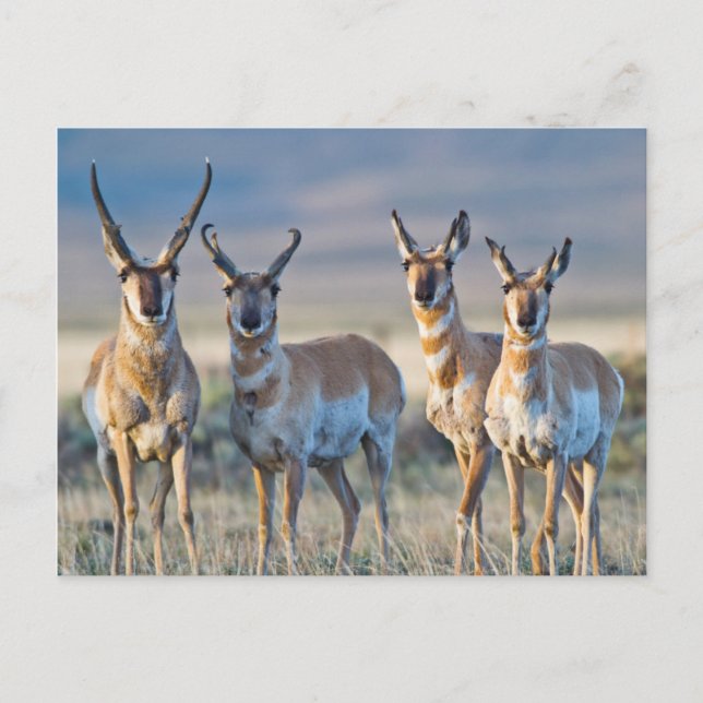 Postal EE. UU., Wyoming, cuatro antílopes berrendos macho (Anverso)