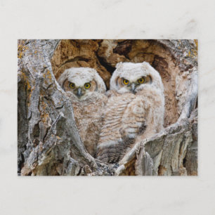 Postal EE.UU., Wyoming, Parque Nacional del Gran Tetón