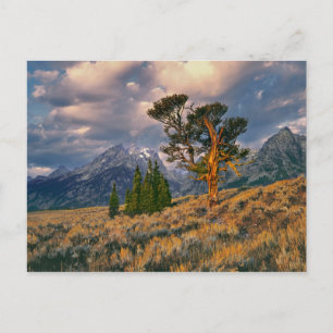 Postal EE. UU., Wyoming, Parque Nacional Grand Teton. El 