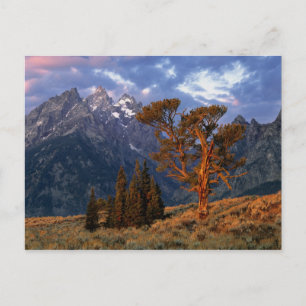 Postal EE. UU., Wyoming, Parque Nacional Grand Teton. Un 