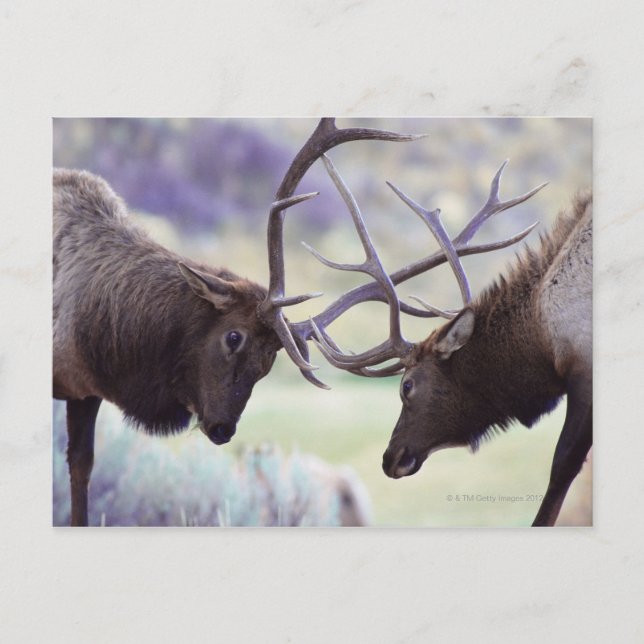 Postal EE.UU., Wyoming, Parque Nacional Yellowstone (Anverso)