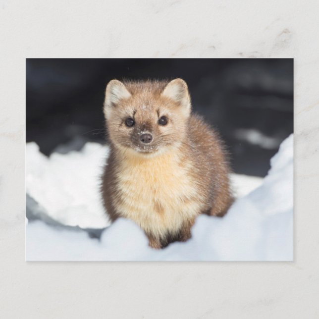 Postal EE.UU., Wyoming, Parque Nacional Yellowstone (Anverso)