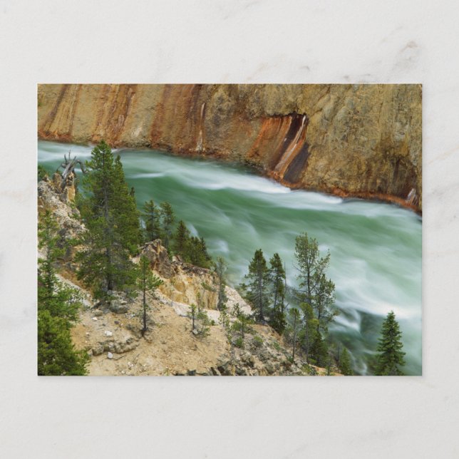 Postal EE.UU., Wyoming, Parque Nacional Yellowstone (Anverso)
