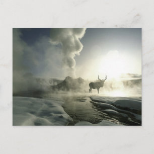 Postal EE. UU., Wyoming, Parque Nacional Yellowstone. Ama