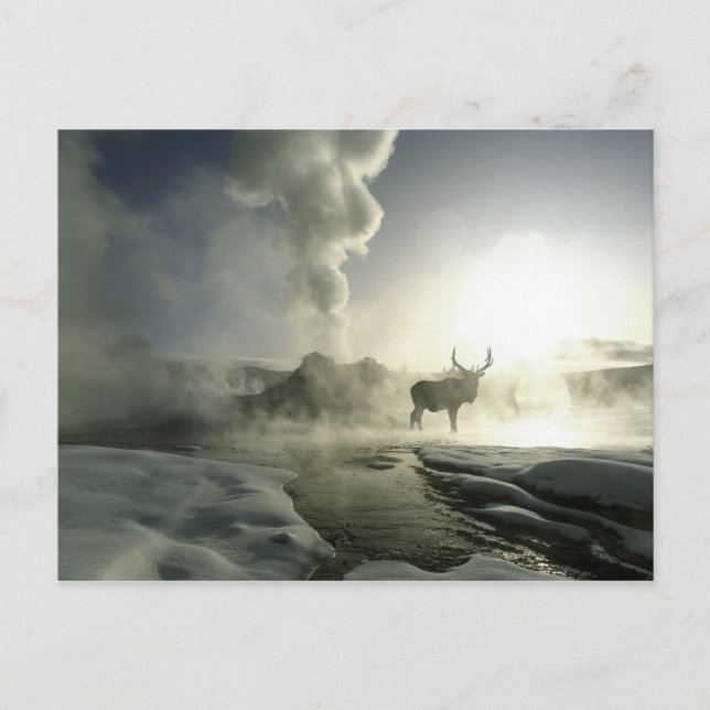 Postal EE. UU., Wyoming, Parque Nacional Yellowstone. Ama (Anverso)