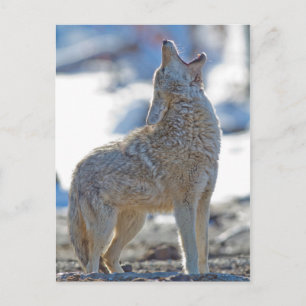 Postal EE. UU., Wyoming, Parque Nacional Yellowstone, Coy