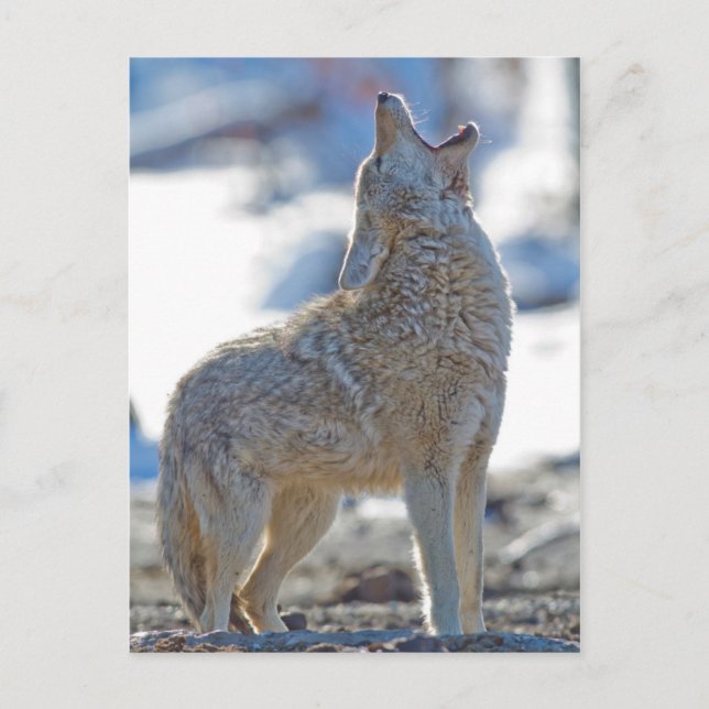 Postal EE. UU., Wyoming, Parque Nacional Yellowstone, Coy (Anverso)