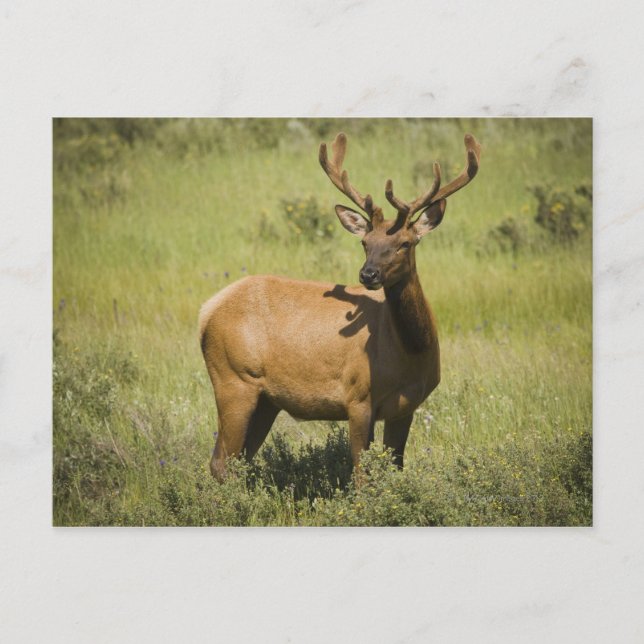 Postal EE.UU., Wyoming, Parque Nacional Yellowstone, Elk (Anverso)