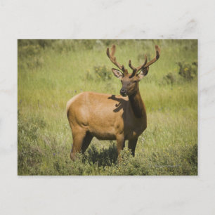 Postal EE.UU., Wyoming, Parque Nacional Yellowstone, Elk
