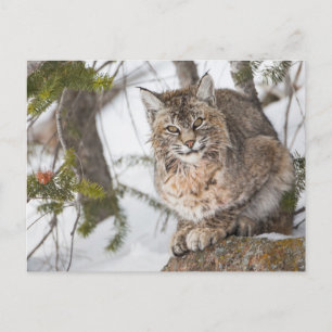 Postal EE. UU., Wyoming, Parque Nacional Yellowstone, Lin