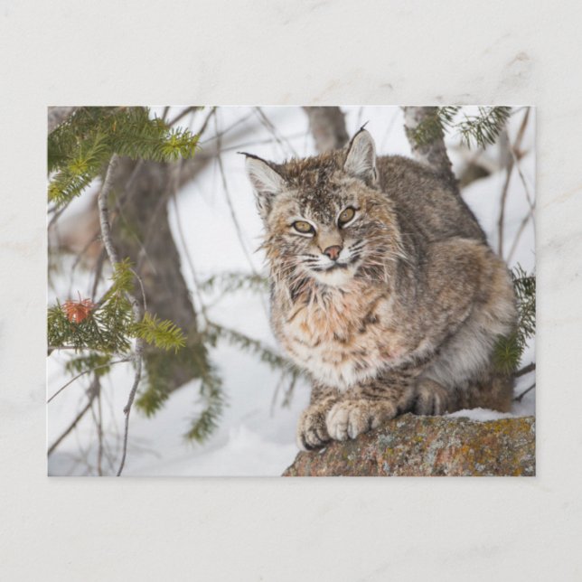 Postal EE. UU., Wyoming, Parque Nacional Yellowstone, Lin (Anverso)