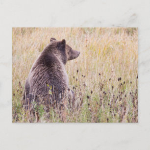 Postal EE. UU., Wyoming, Parque Nacional Yellowstone, Oso