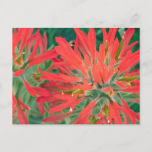 Postal EE. UU., Wyoming, Primer plano de Desert Paintbrus