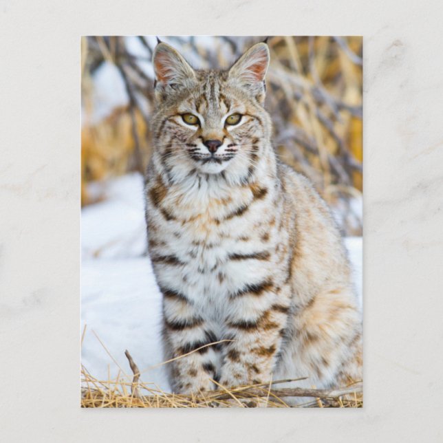 Postal EE. UU., Wyoming, Retrato de Lince rojo (Anverso)