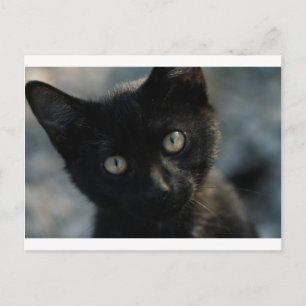 Postal EEK Black Cat Sasuy