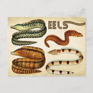 POSTAL EELS
