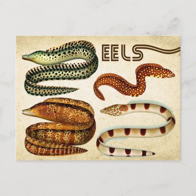 POSTAL EELS (Anverso)