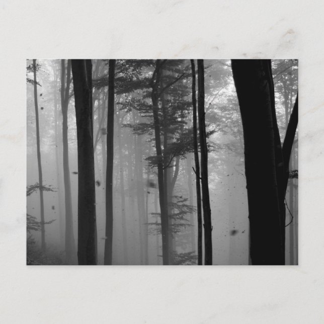 POSTAL EERIE FOREST TREES LEAVES B&W (Anverso)