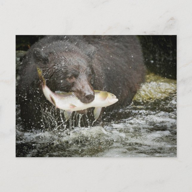 Postal EEUU, Alaska, Anan Creek. Cierre Del Oso Negro (Anverso)