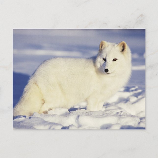 Postal EEUU, Alaska. Pezón ártico en abrigo de invierno (Anverso)