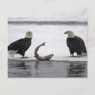 Postal EEUU, Alaska, Preservación Chilkat Bald Eagle. Par
