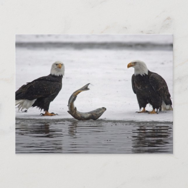 Postal EEUU, Alaska, Preservación Chilkat Bald Eagle. Par (Anverso)